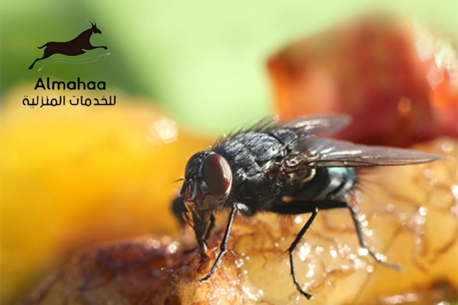 شركة مكافحة مختلف انواع حشرات شرق الرياض