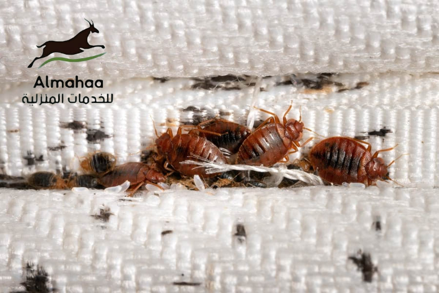 شركة مكافحة مختلف انواع حشرات شرق الرياض